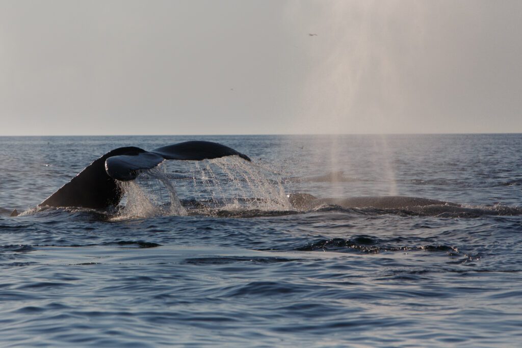 Whales diving and blowing at sunset off Ptown