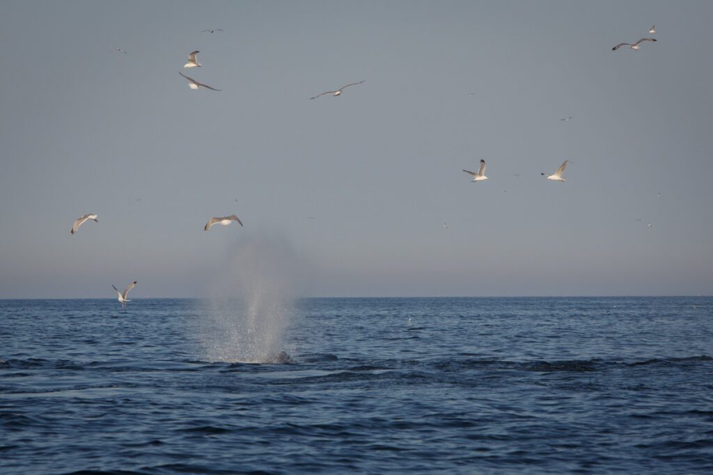 Humpback whale blowing with thirteen seagulls flying around it looking for food