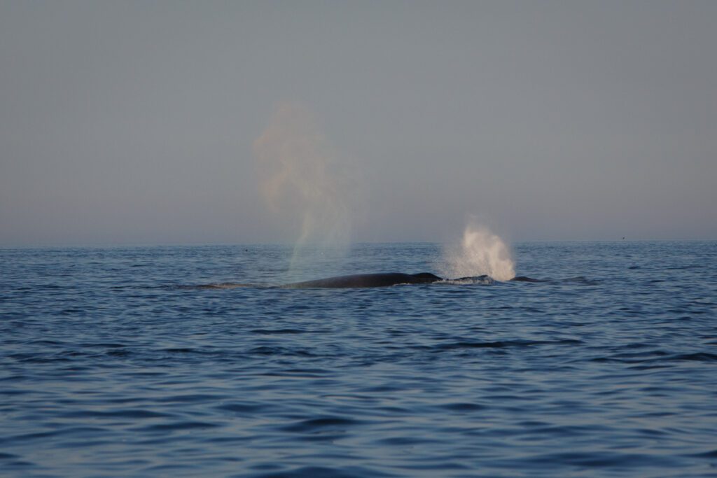 Humpback whale blow in rainbow colors at sunset off of Provincetown MA
