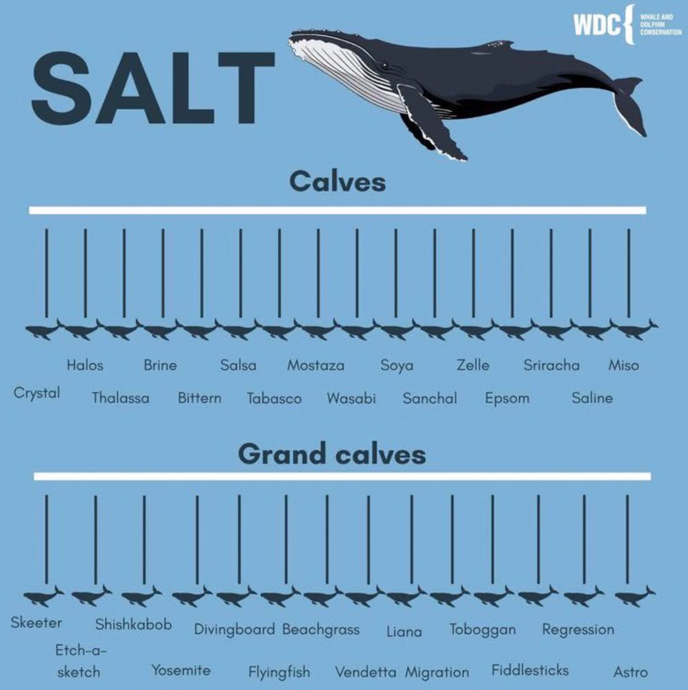 Diagram of famous East Coast humpback whale named Salt and her family tree of calves and grand calves 